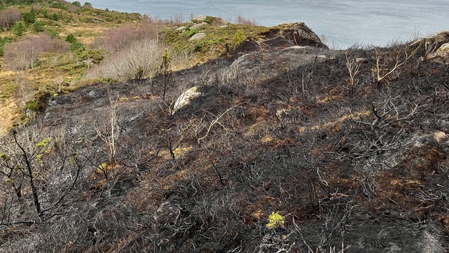 Store ødeleggelser etter lyngbrann i Ålesund
